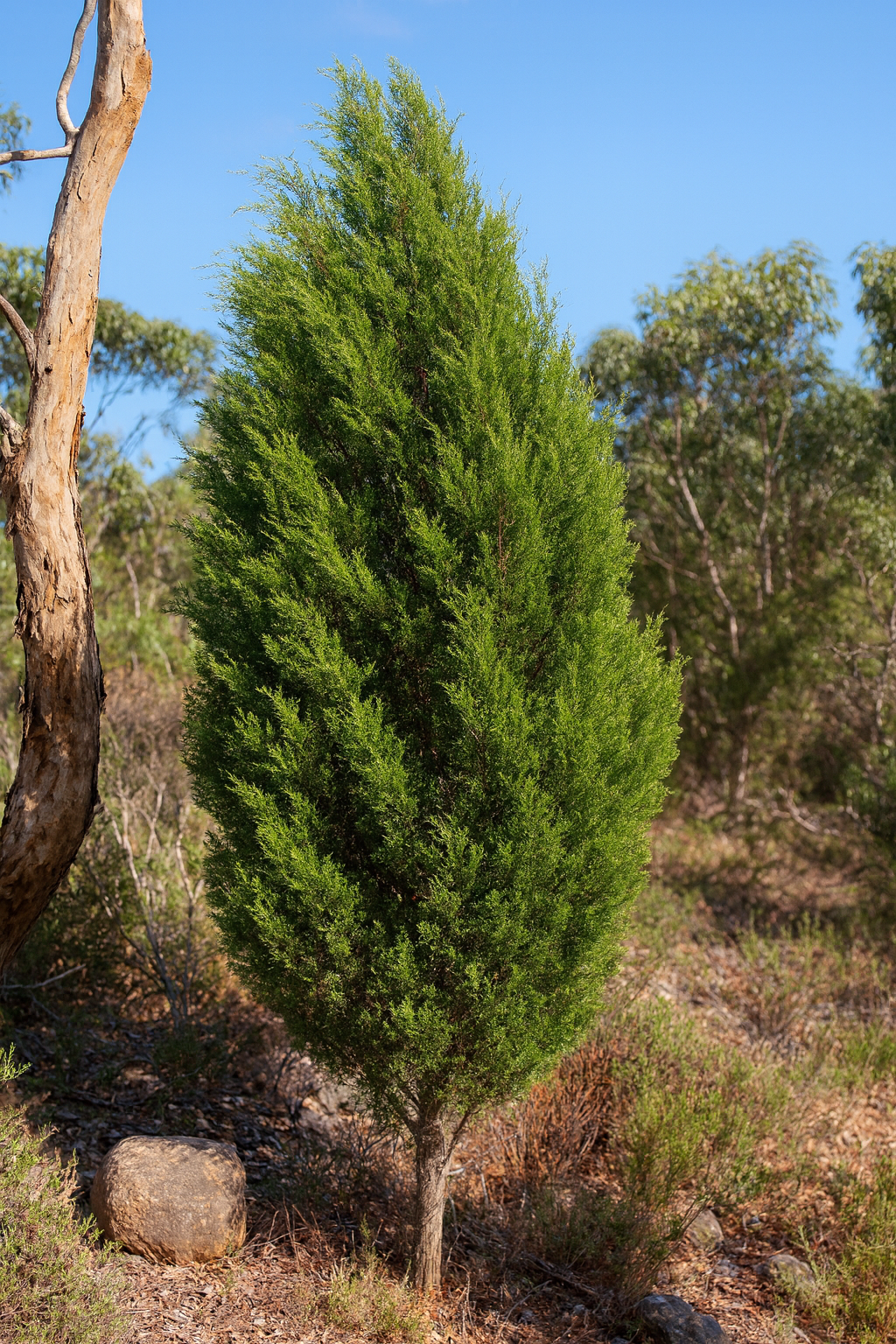 Murray Pine